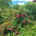 Cimbora, Salara