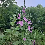 Apartment Cimbora, Salara