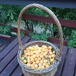 Cimbora, Salara Koper
