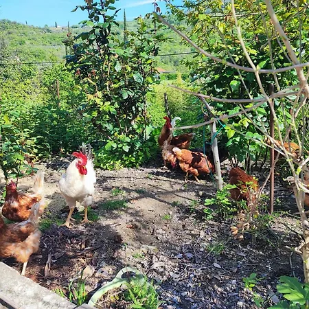 Lejlighed Cimbora, Salara