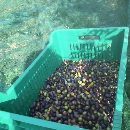 Cimbora, Salara