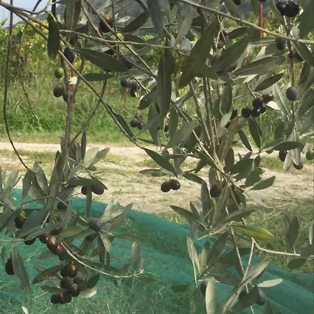 Cimbora, Salara Koper