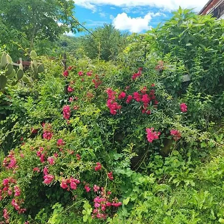 Cimbora, Salara