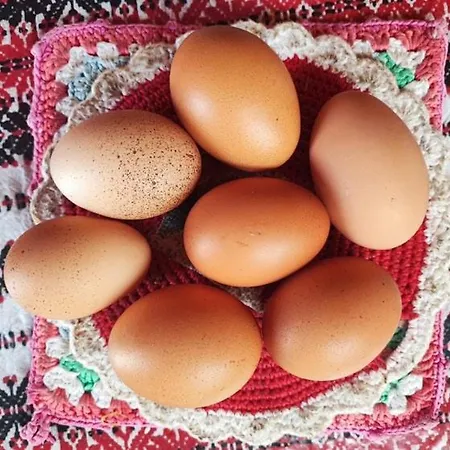 Cimbora, Salara Koper