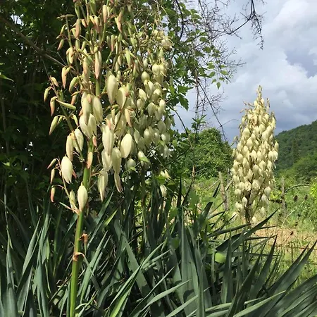 Apartmán Cimbora, Salara