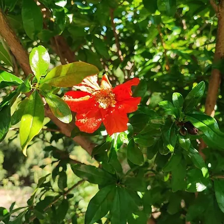 Cimbora, Salara * Koper