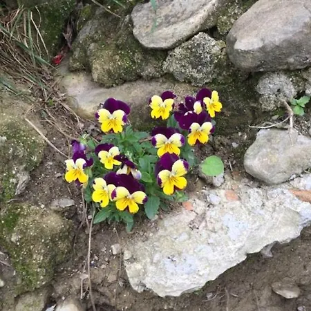 Cimbora, Salara Apartmán *