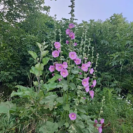 Apartmán Cimbora, Salara