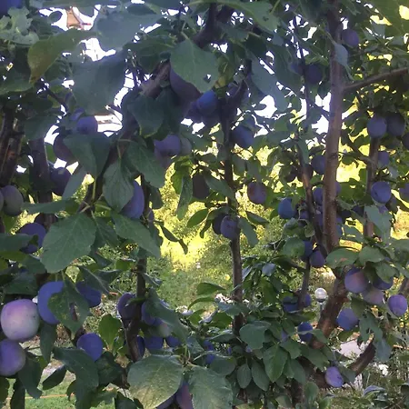 Cimbora, Salara Apartmán