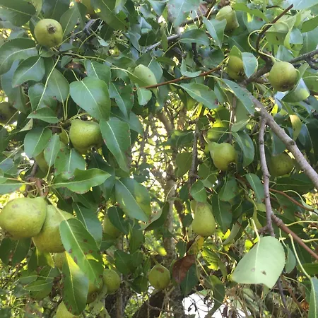 Lejlighed Cimbora, Salara *