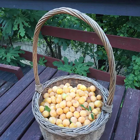 Cimbora, Salara Koper