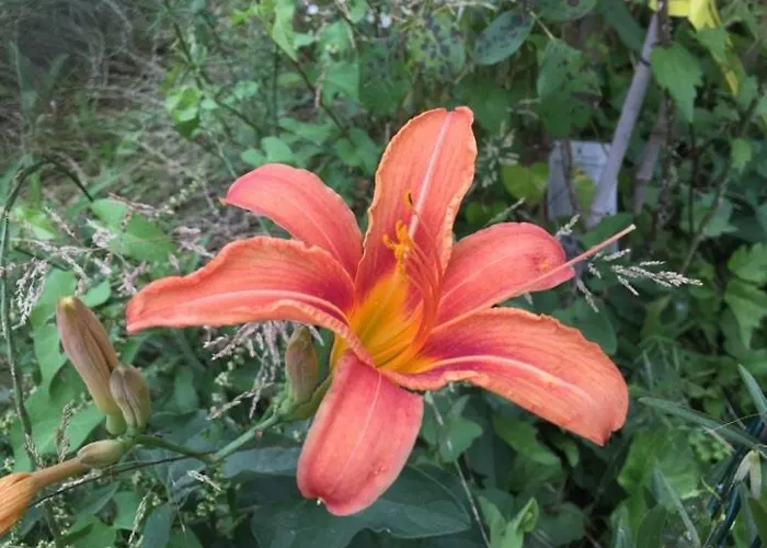 Lejlighed Cimbora, Salara