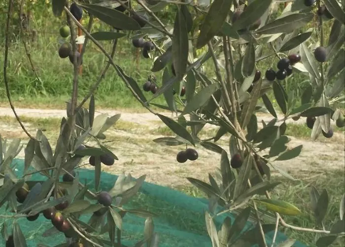 Cimbora, Salara Κόπερ