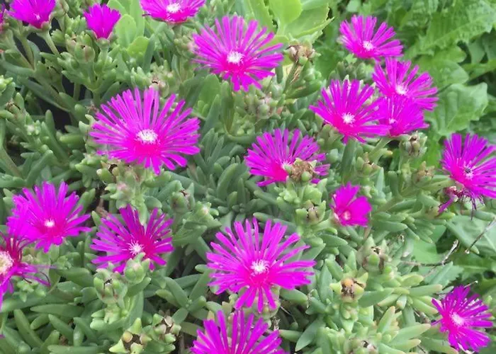 Διαμέρισμα Cimbora, Salara