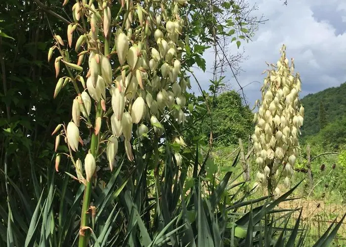 Διαμέρισμα Cimbora, Salara