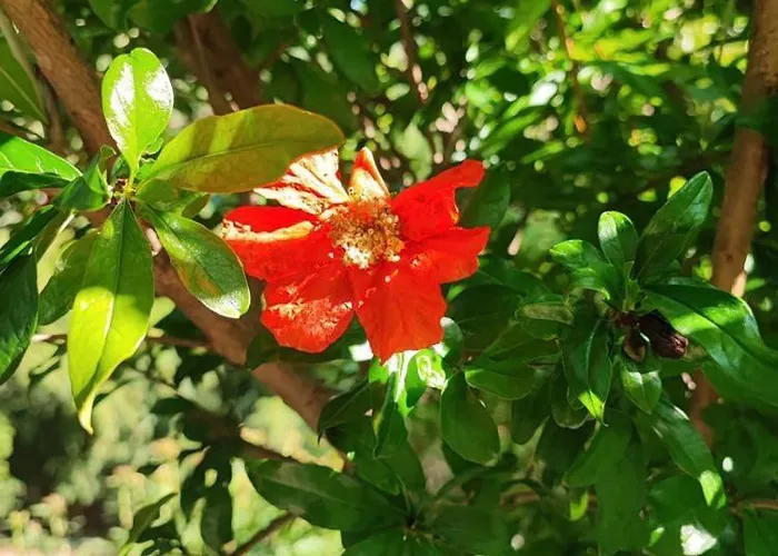 Cimbora, Salara * Koper