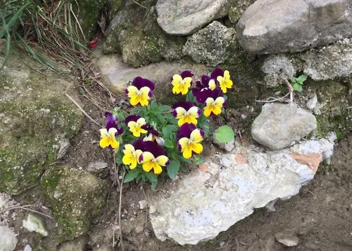 Cimbora, Salara Lejlighed *