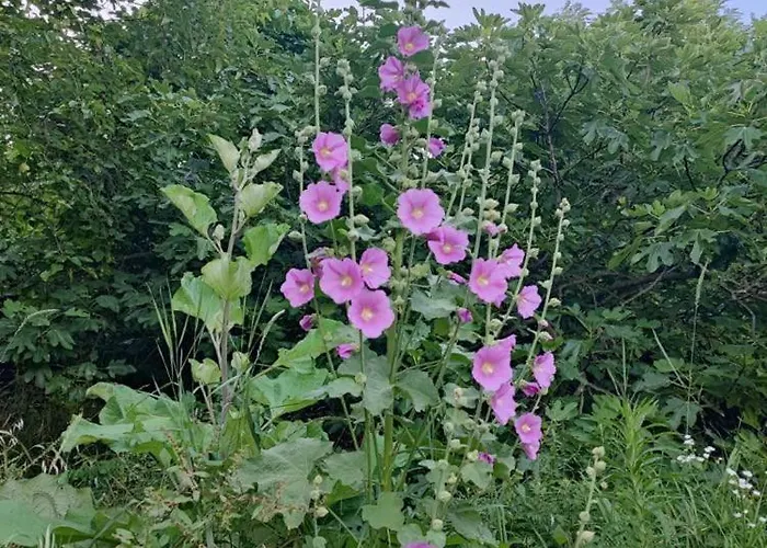 Lejlighed Cimbora, Salara