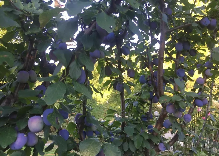 Cimbora, Salara Lägenhet