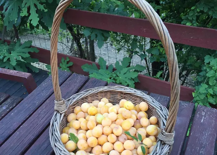 Cimbora, Salara Koper